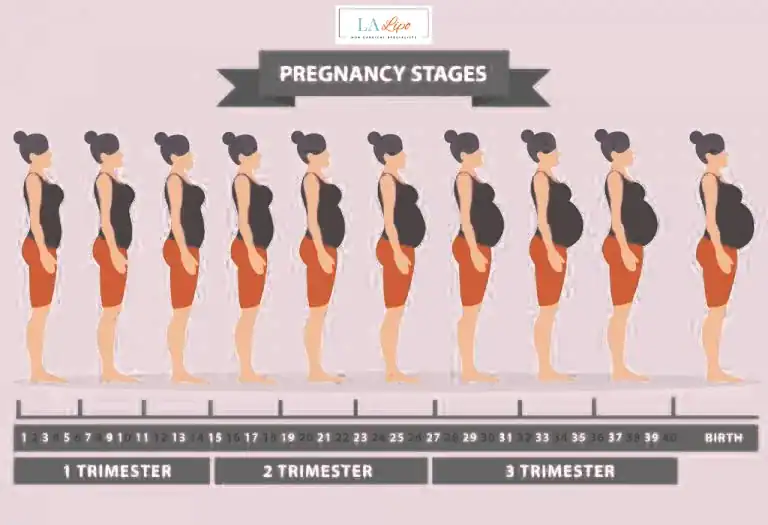 First Trimester (Weeks 1–12): Early Changes You Might Not Notice Hyde Park Corner